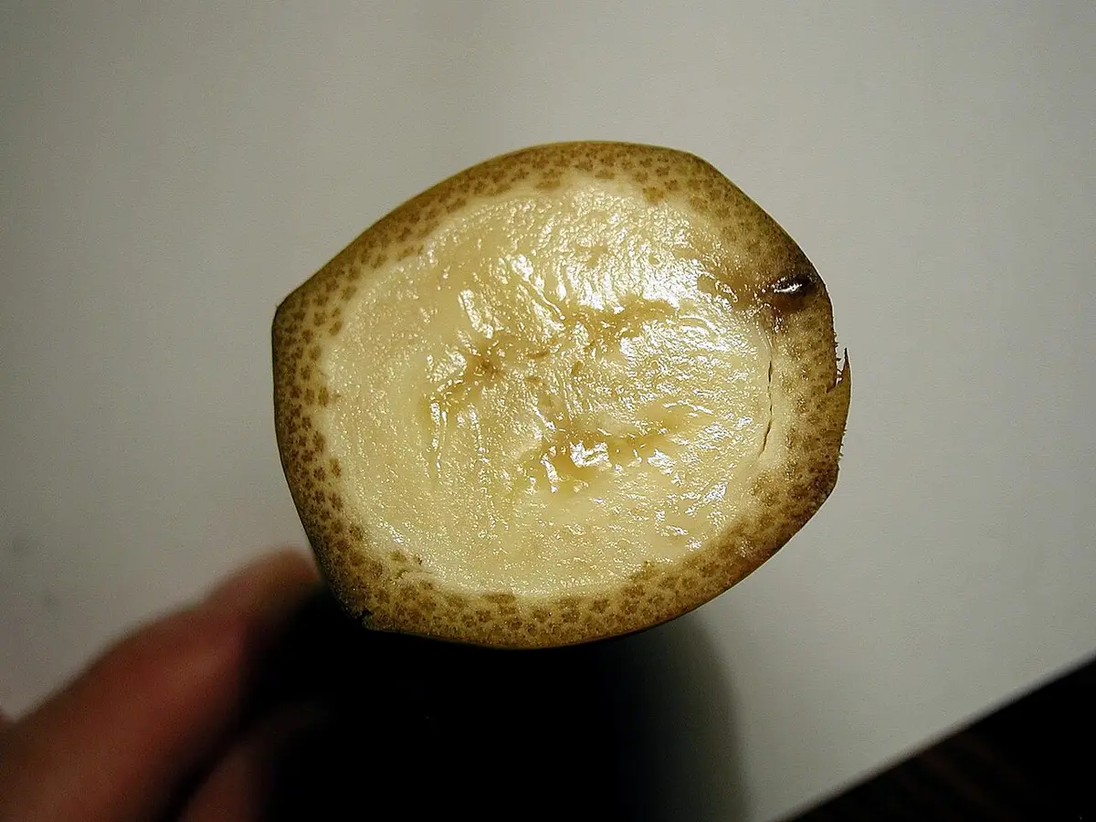 横に切ったバナナの断面。皮の輪の内側にクリーム色の果肉が見える